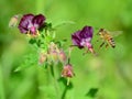 Bee flying to Dusky Cranesbills Royalty Free Stock Photo